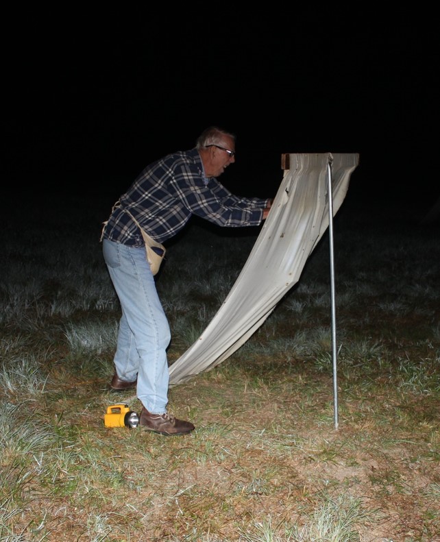Rae Letsinger collecting moths on a sheet at night