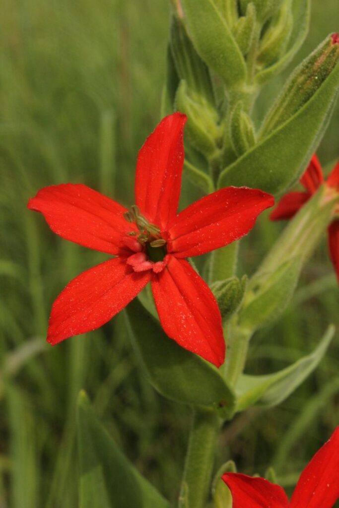 Royal catchfly (Silene regia)