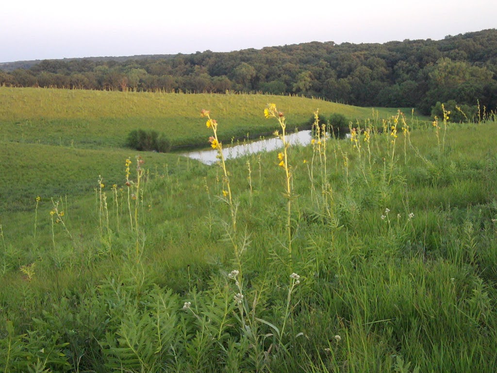 Runge Prairie blooming in the summer