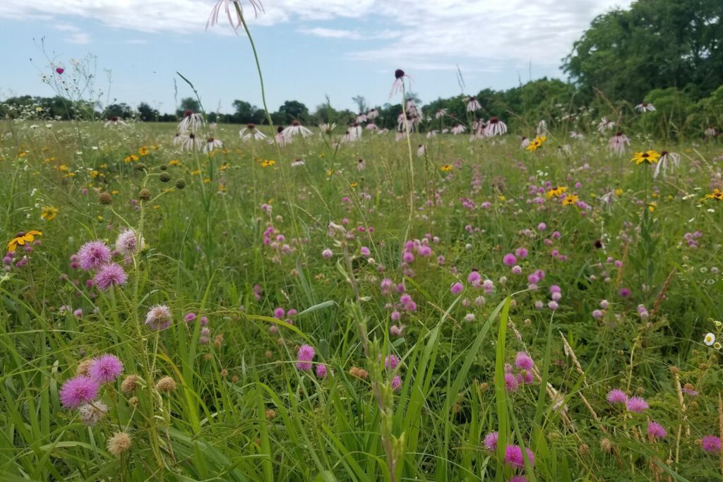 Wildflowers blooming