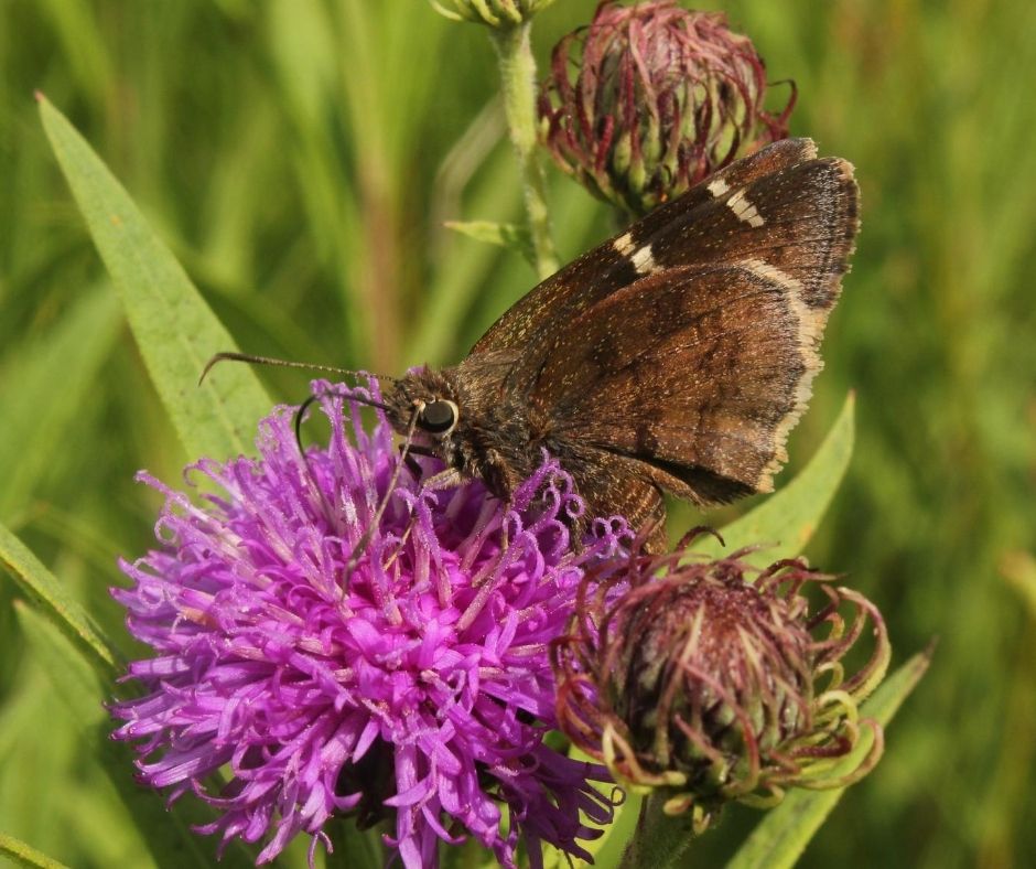 Skipper on Arkansas ironweed (V. arkansana) - Stark Prairie
