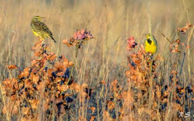 121st Annual Christmas Bird Count