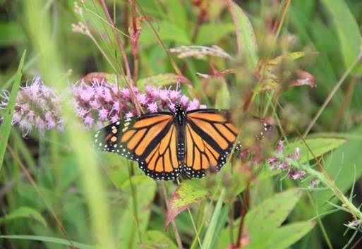 Monarch butterfly on purple flower
