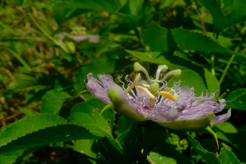 Purple passionflower in bloom
