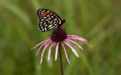 Regal Fritillaries Active in the Summertime