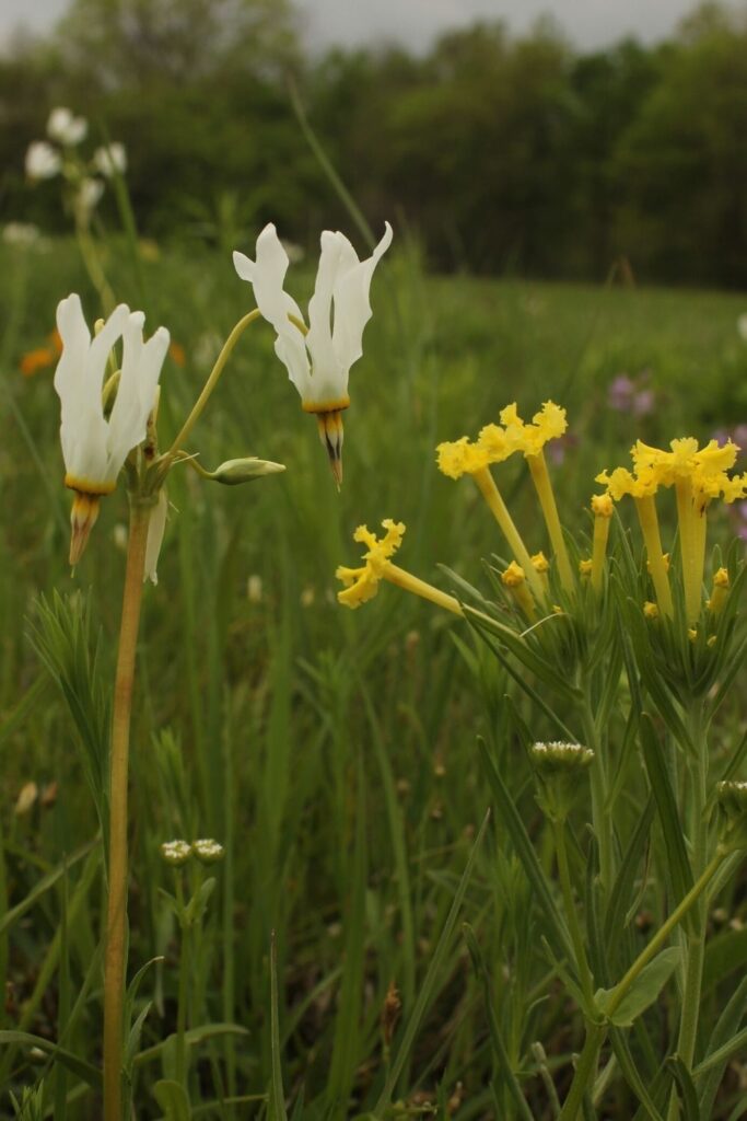 Shooting star flower
