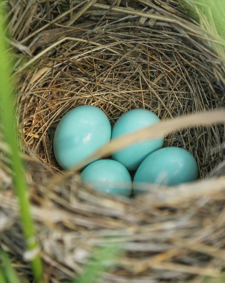 Blue Dickcissel eggs in nest