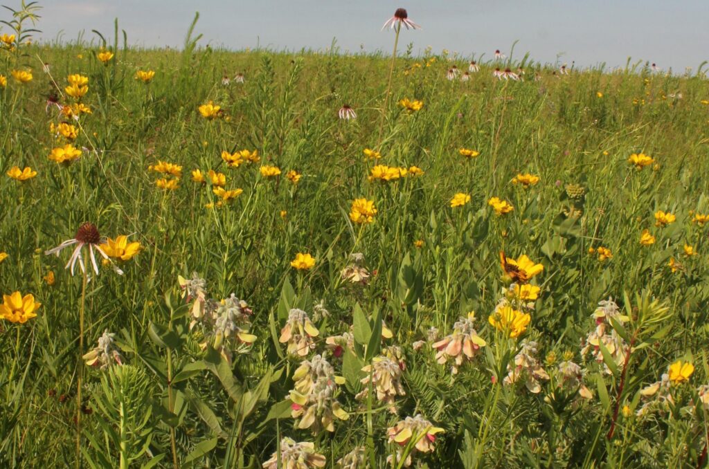 Goat's rue (Tephrosia virginiana) & prairie coreopsis (Coreopsis palmata)