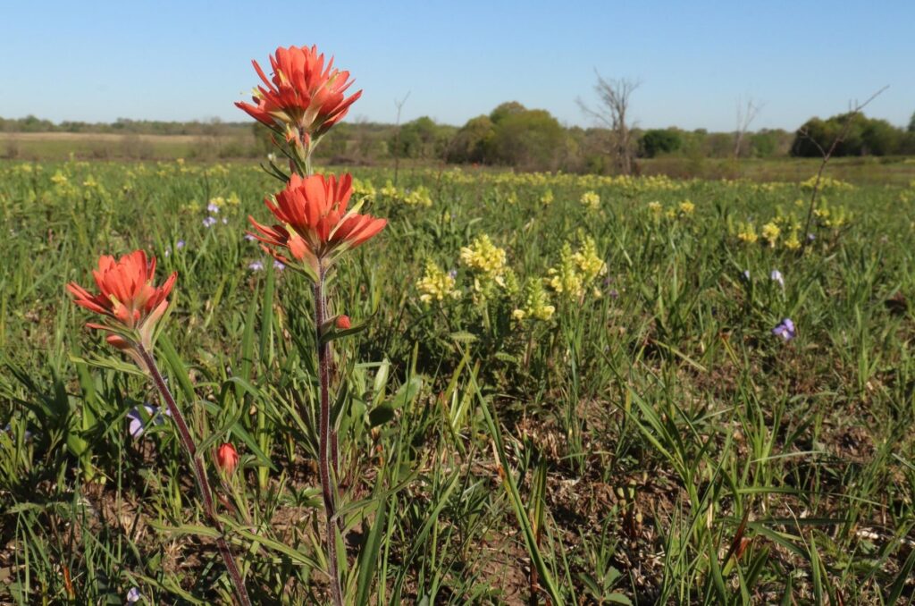 Red flowers of Indian Paintbrush among other prairie plants.
