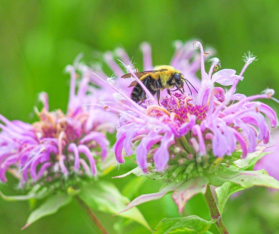 Native bee on bee balm (Monarda fistulosa) Steve Johnson Snowball