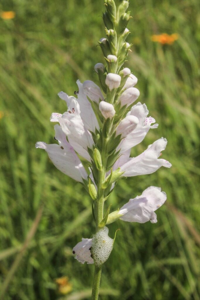 white obedient plant (Physostegia virginica) with spittlebug