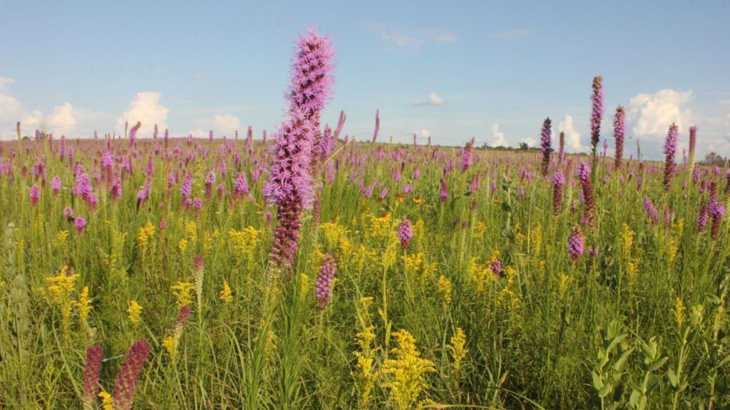 PRC Blazing star (Liatris pycnostachya) and goldenrod
