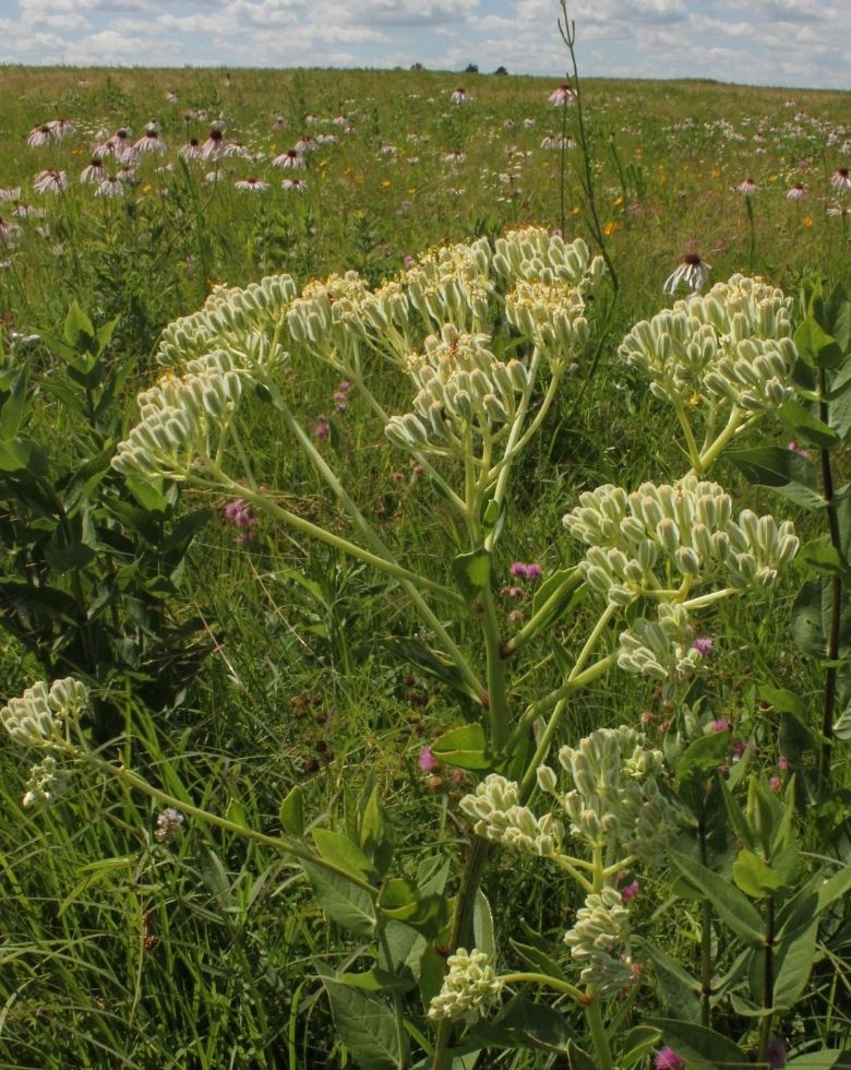Prairie indian plantain (Arnoglossum plantagineum)