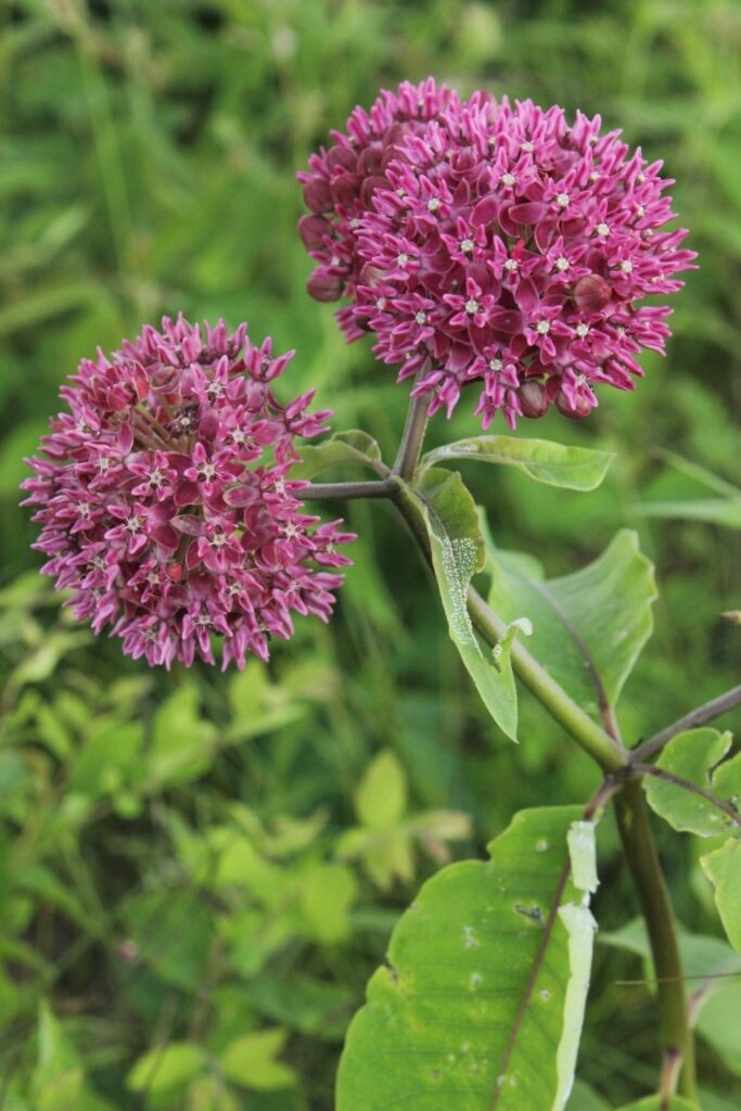 Purple milkweed (Asclepias purpurascens) by Bruce Schuette