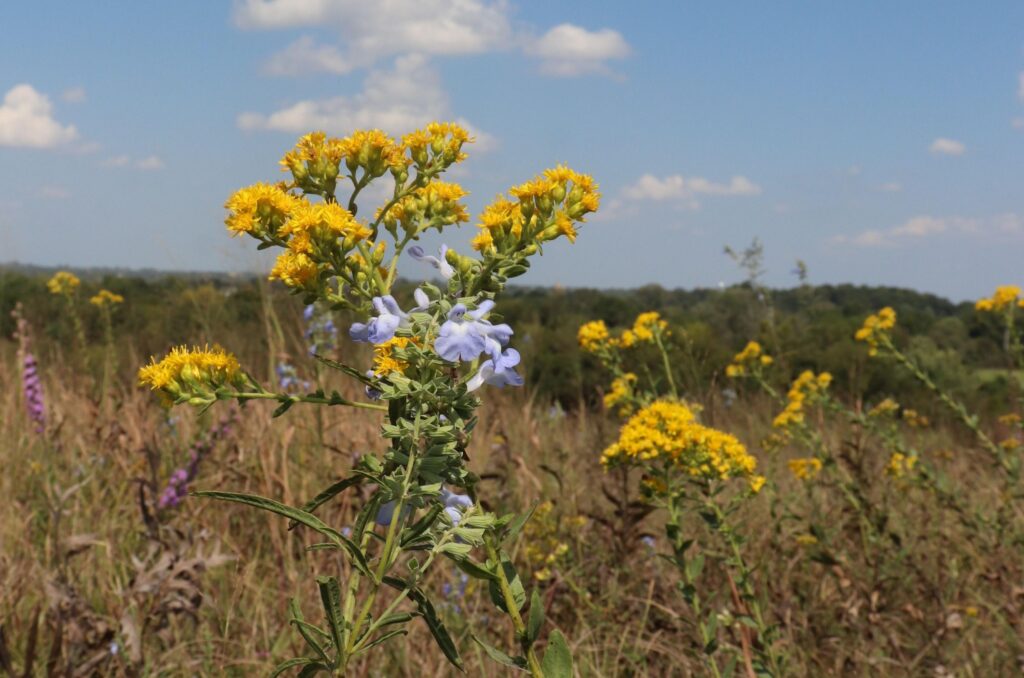 Rigid goldenrod (Solidago rigida) and blue sage (Salvia azurea) Bruce Schuette
