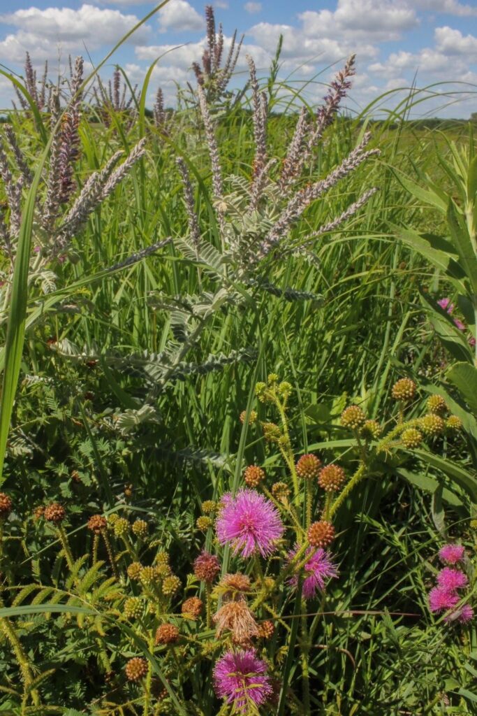 Sensitive briar (Mimosa quadrivalis) and leadplant (Amorpha canescens)
