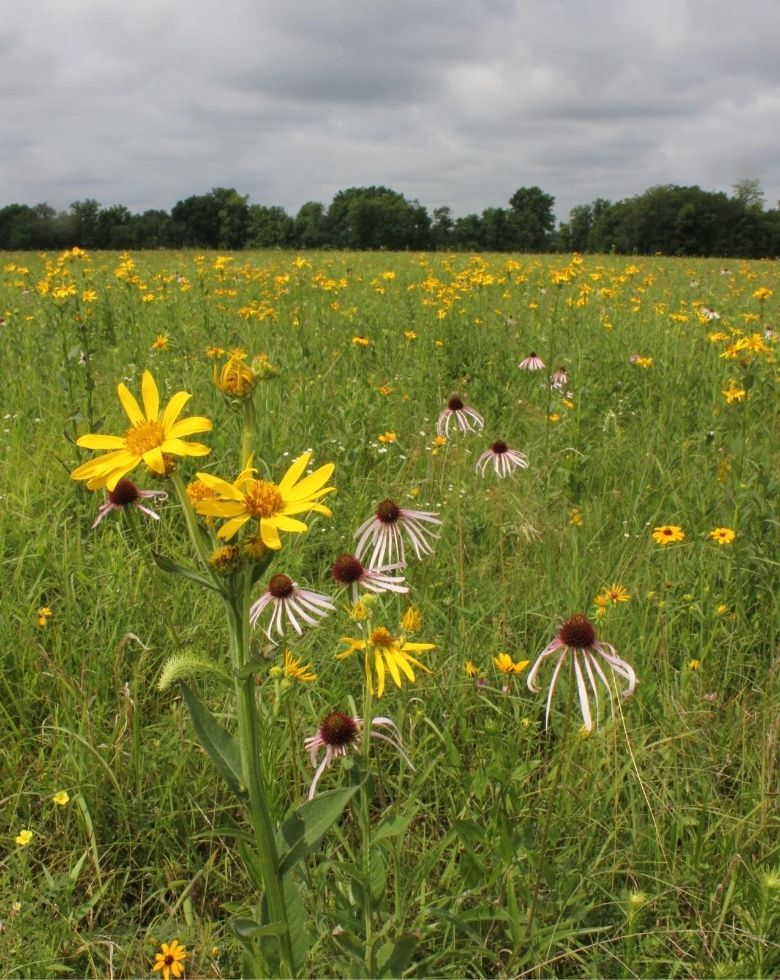 Sneezeweed (Helianthoides virginia)