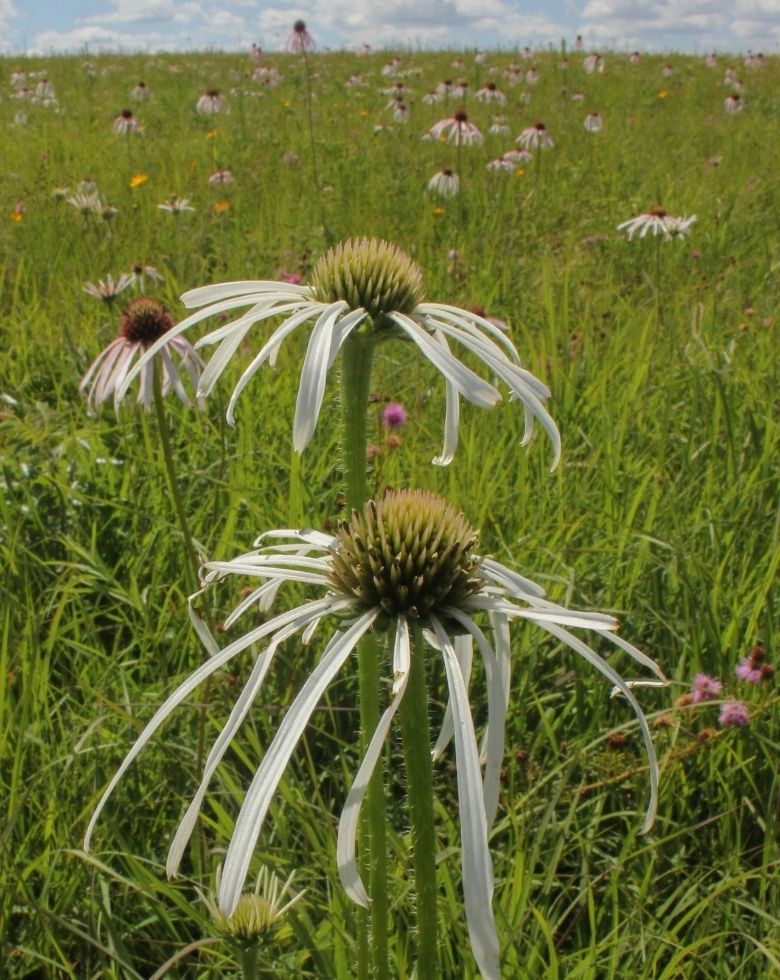 (a white colored) Pale purple coneflower (Echinacea pallida)