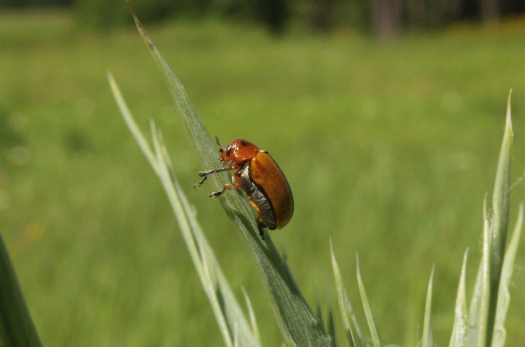 beetle on rattlesnake master