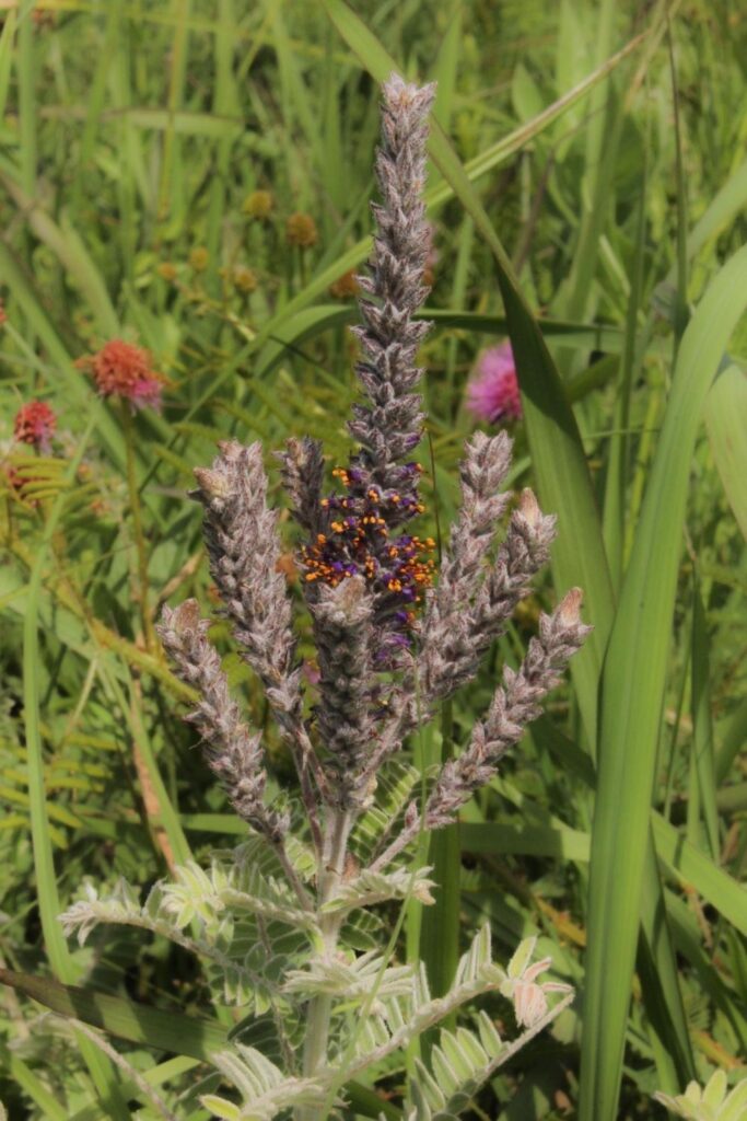 purple fuzzy leadplant in green grasses