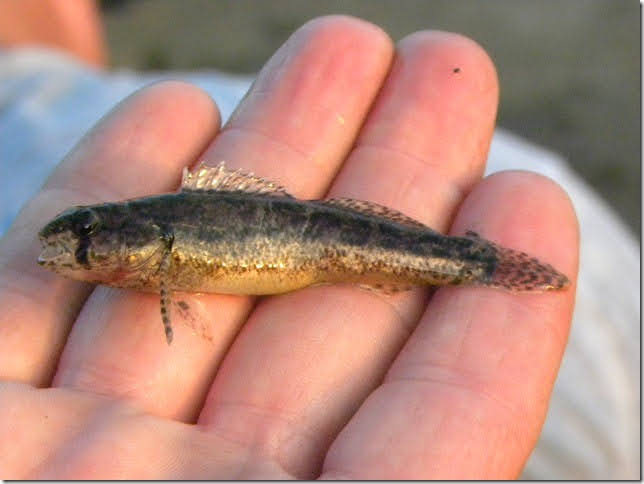 small fish (Arkansas Darter) in hand