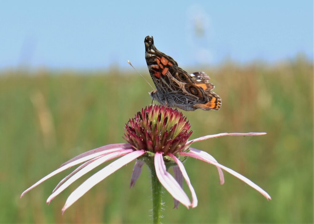 American Lady butterfly at Penn-Sylvania Prairie
