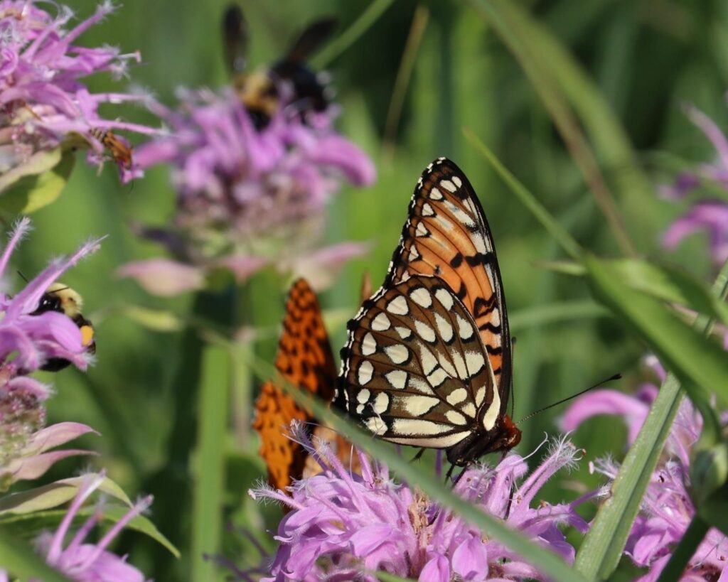 Regal Fritillary butterfly at Penn-Sylvania Prairie