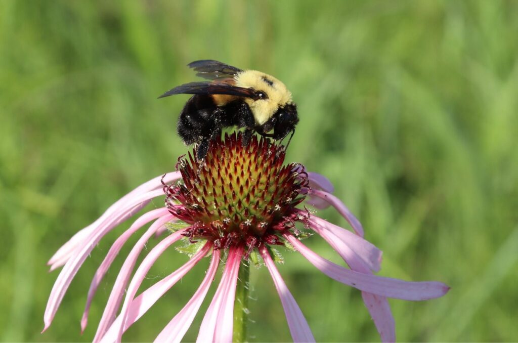bumblebee on coneflower at Penn-Sylvania Prairie