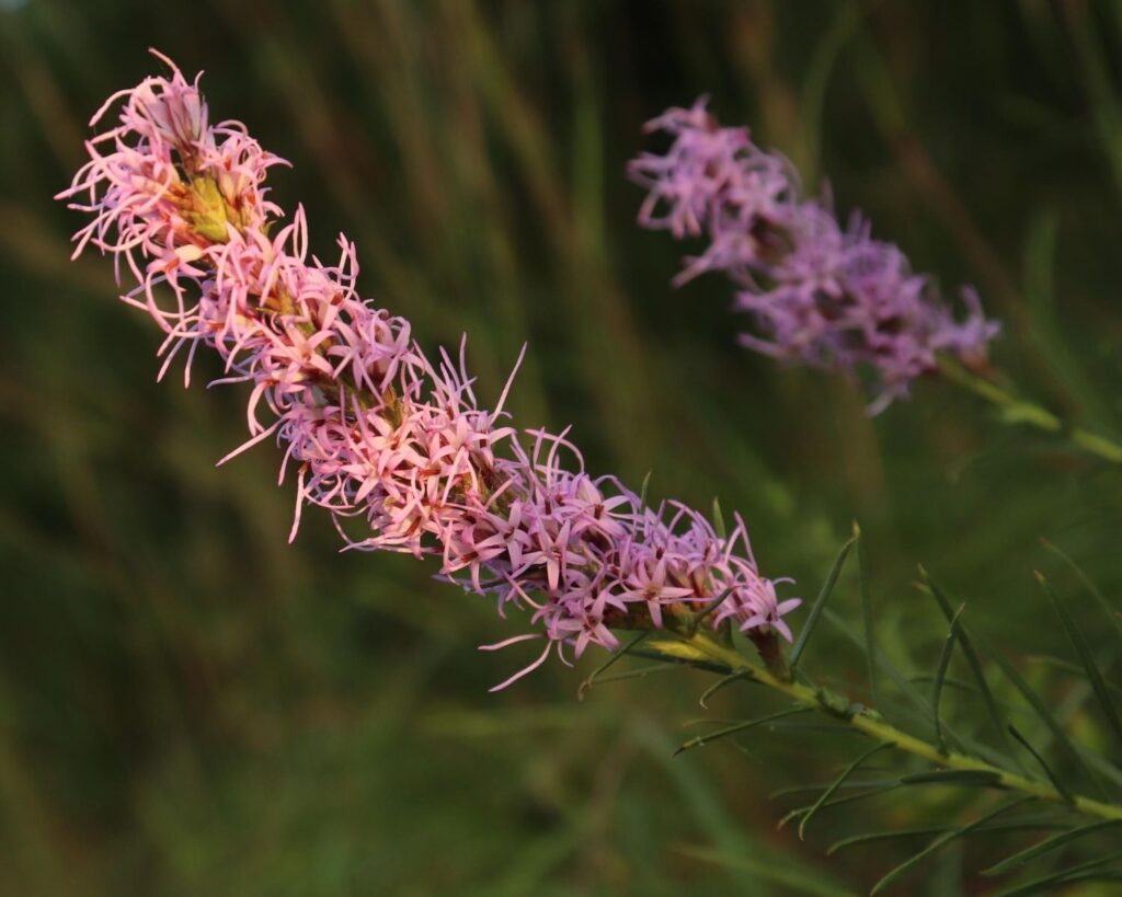 feathery purple flower