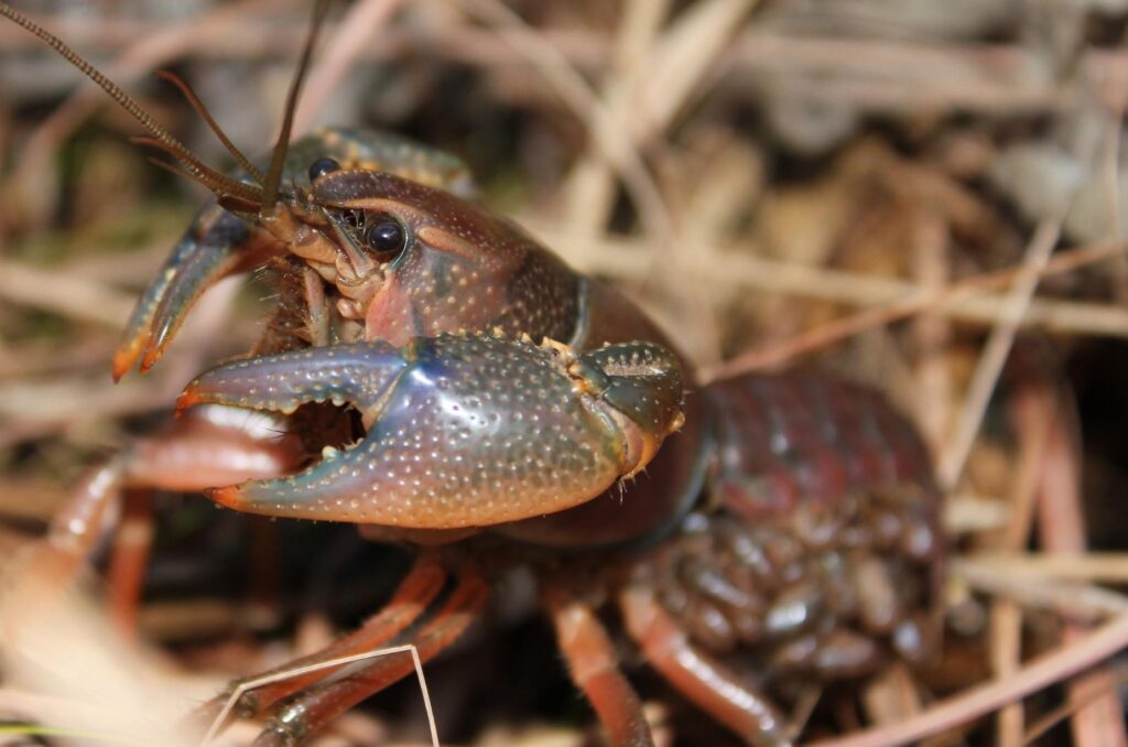 colorful brown crayfish in grass