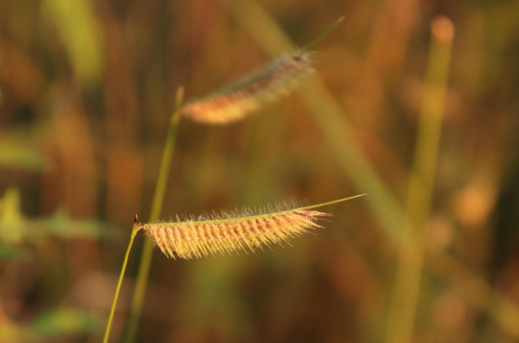 Hairy grama plant