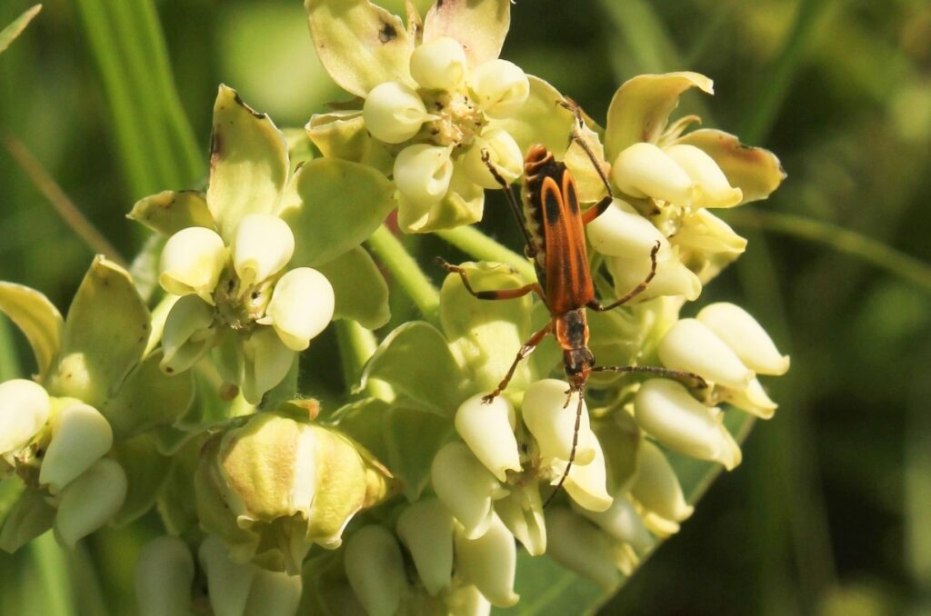 insect on mead's milkweed at Stilwell Prairie