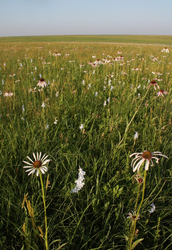 pale coneflowers in green field