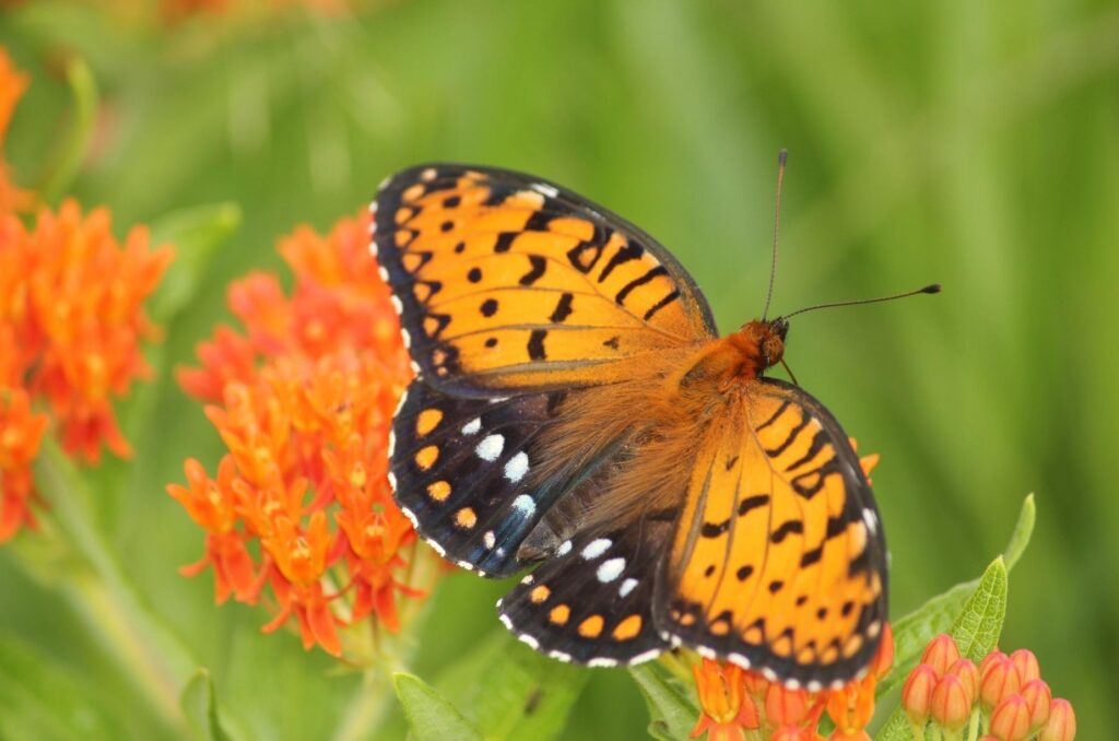Regal fritillary butterfly on butterfly milkweed
