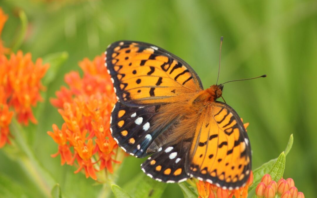 MPF’s 2022 Accomplishments & End-of-Year Giving