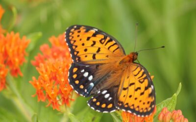 MPF’s 2022 Accomplishments & End-of-Year Giving