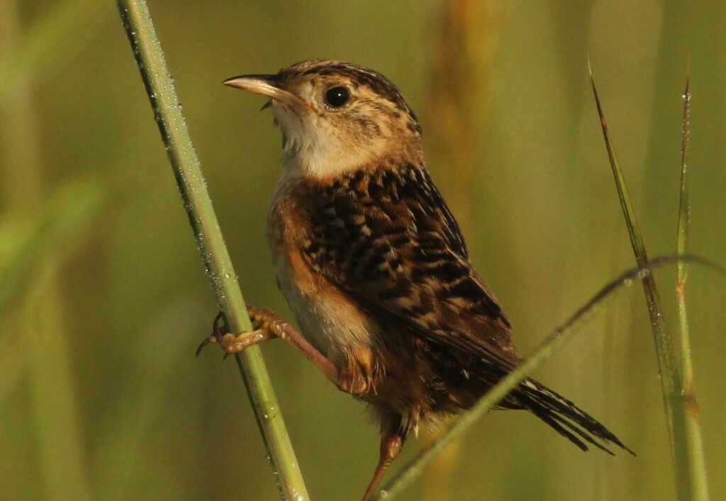 small brown bird balancing on grass