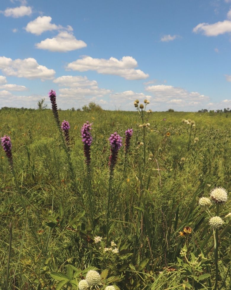Blazing star (Liatris pycnostachya) and rattlesnake master (Eryngium yuccifolium) PRC Bruce