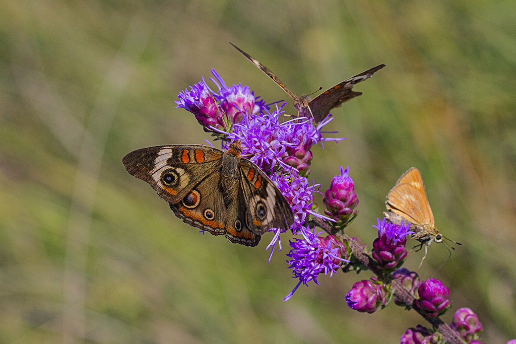 Butterflies on wildflower at Snowball Hill Prairie in September