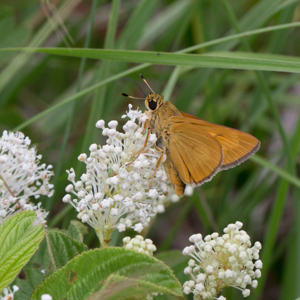 ByssusSkipperMale Snowball Linda Williams