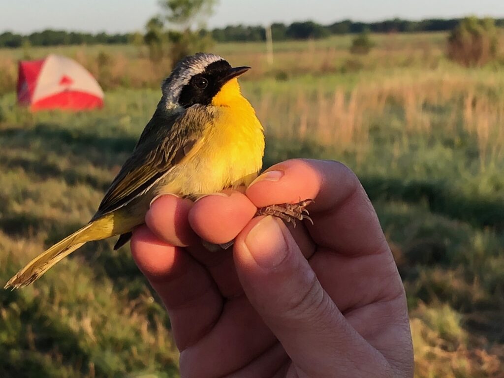 Common yellowthroat bird banding MRBO
