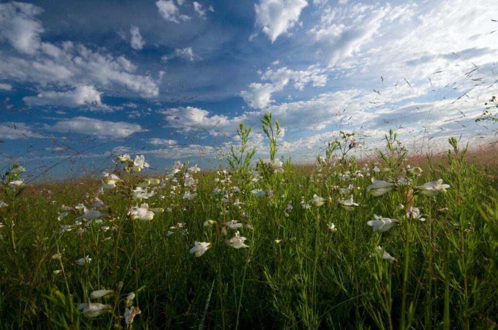 white flowers in green field
