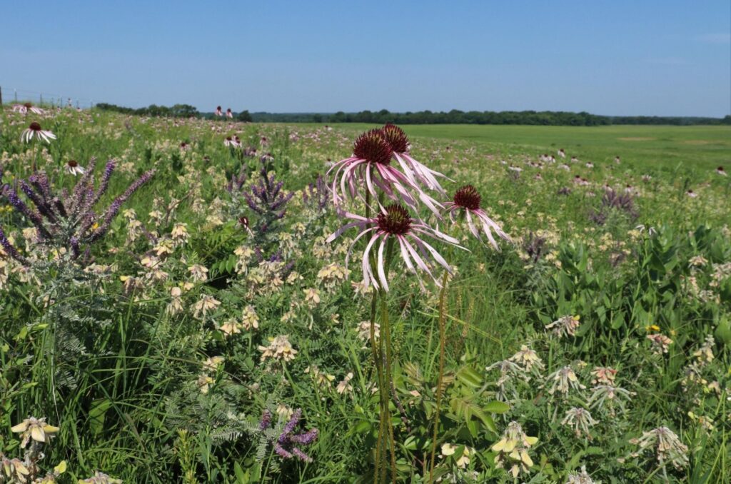 Pale-purple coneflowers surrounded by other wildflowers in a field