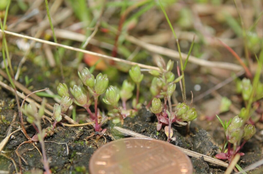 Penny showing how small Geocarpon plants are
