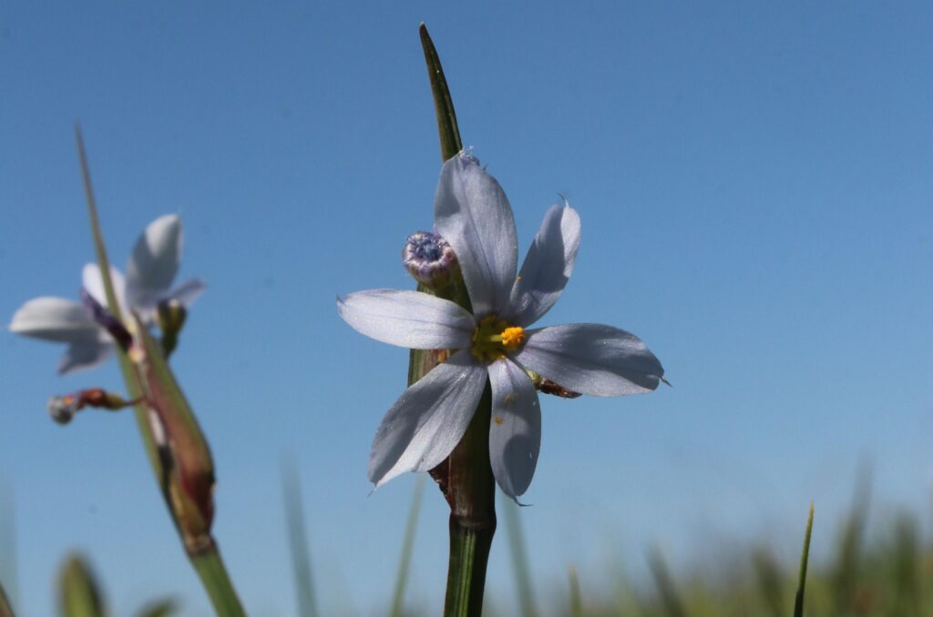 Blue eyed grass (Sysyrinchium campestre) Bruce Schuette