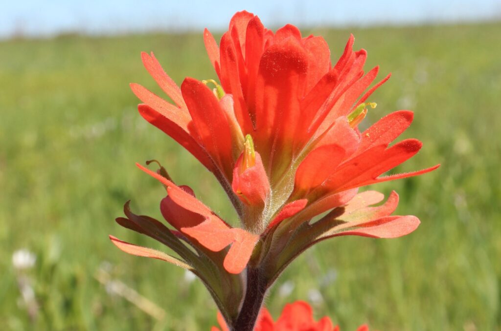 Red paintbrush plant with a green prairie behind it
