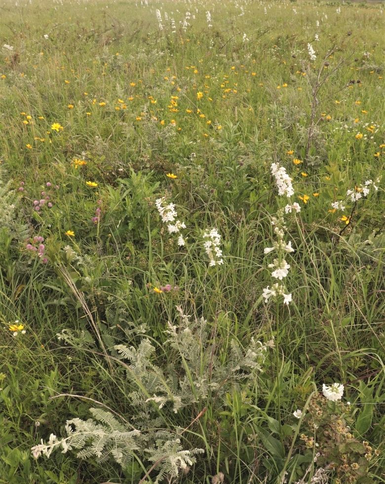 Late spring-early summer at Lattner Bruce