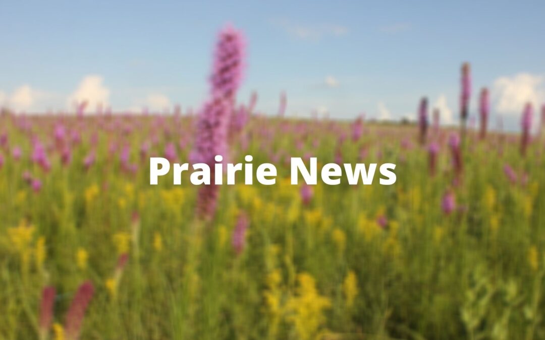 MPF Virtual Annual Dinner Silent Auction Items—Viewing Now Available