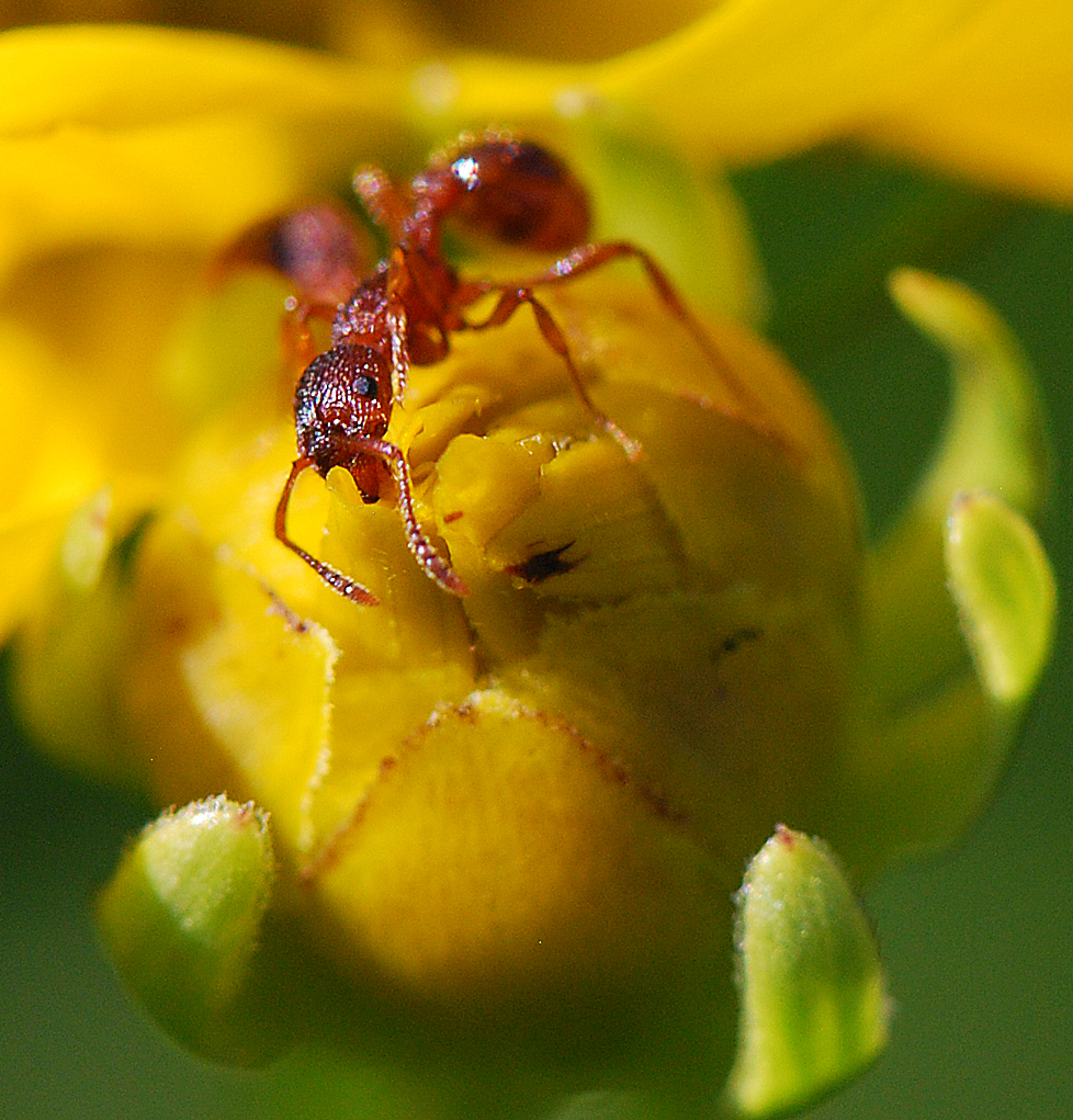 ant crawling on flower bud