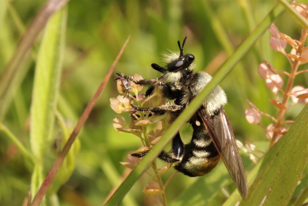 Native fly, Asillidae family PRC Bruce Schuette